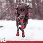 Fantastic Zone Waterproof Dog Shoes for Various Size