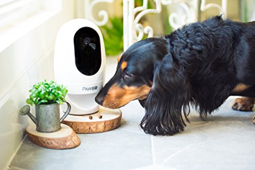 Pawbo Life Wi-Fi Pet Camera + Pawbo Flash Combo Set