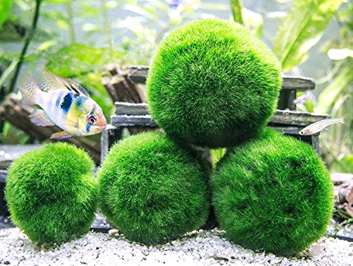 6 Marimo Moss Ball Variety Pack - 4 Different Sizes