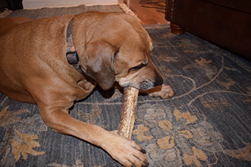 GIANT Elk Antlers for Dogs Large, XX Large Grade A Premium