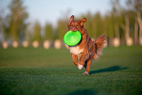 floppy flyer dog frisbee
