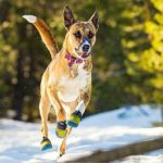 RUFFWEAR - Polar Trex, Forest Green, 2.25 in (4 Boots)