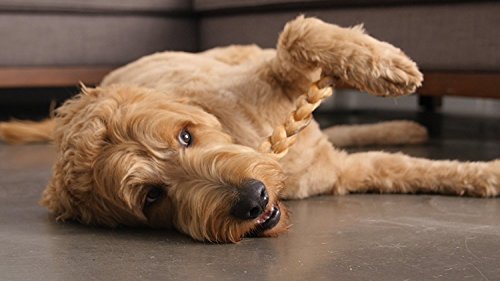 12" Braided Bully Sticks for Dogs - Natural Bulk Dog Dental Treats