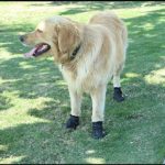 Waterproof Dog Shoes Breathable Paws Protector