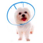 Lovely Elizabeth Protective Headgear for Pet