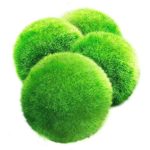 4 LUFFY Marimo Moss Balls - Aesthetically Beautiful