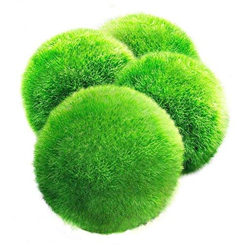 4 LUFFY Marimo Moss Balls - Aesthetically Beautiful