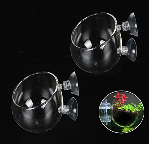Crystal Glass Aquatic Plant Cup Pot Holder