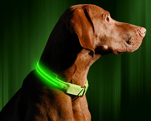 LED Dog Collar - USB Rechargeable