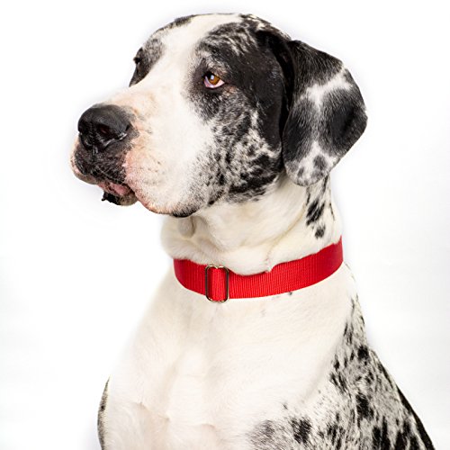 Country Brook Design | Premium Nylon Dog Collar