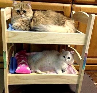 Miniature Bunk Bed for Cats/Dolls/Puppies or Small Dogs