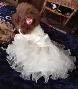 Various Luxury Princess Pet Dog Wedding Dress Cat Dress