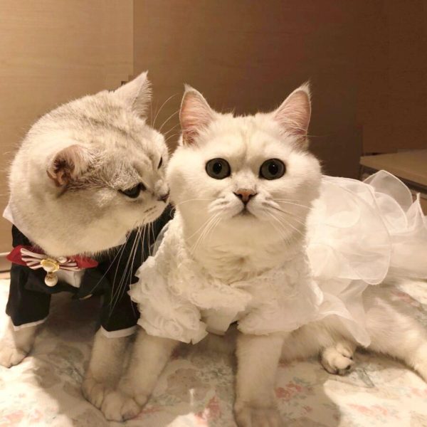 Small Cat Wedding Dresses Princess Dog Cat Skirt Pet Clothing Small Dog