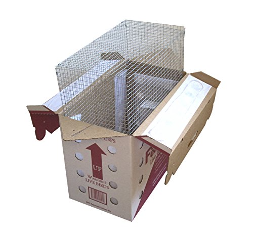 FeatherEx One Parrot Shipping Box