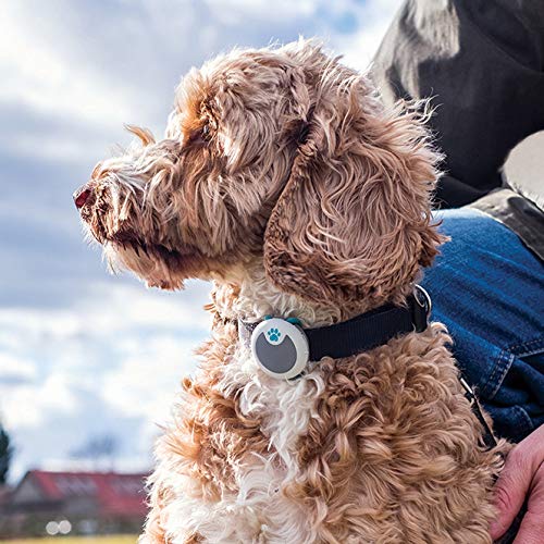Sure Petcare Animo - Dog Behavior Monitor and Activity Tracker; (Bluetooth not GPS Location Tracker)