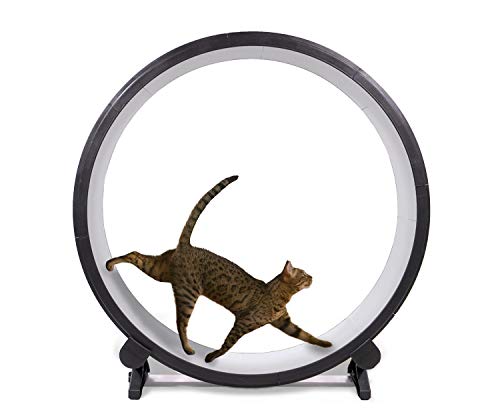 ONE FAST CAT Exercise Wheel (Cool Grey)