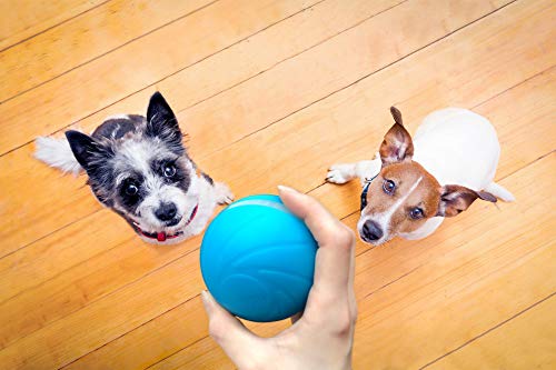 Wicked Ball, Your Pet's First Automatic Companion, 100% Automatic Ball
