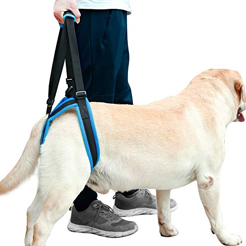 ROZKITCH Pet Dog Support Harness Rear Lifting Harness Veterinarian Approved for Old K9 Helps with Poor Stability, Joint Injuries Elderly and Arthritis ACL Rehabilitation Rehab M