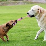 Dog Chew Toys Teeth Cleaning Pet Ball