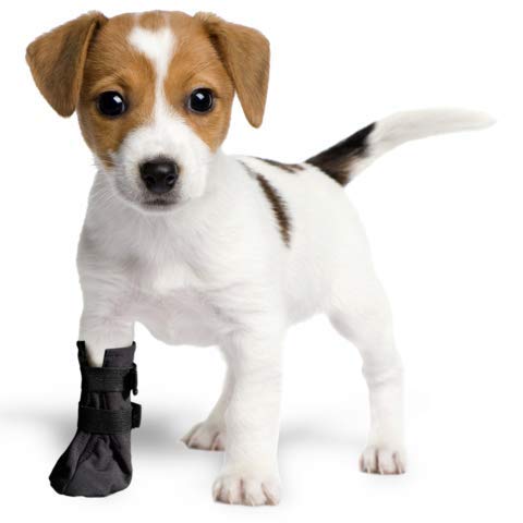 Wound Recovery Boots Protects and Heals Paw