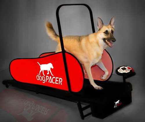 Dog Pacer Treadmill Full Size