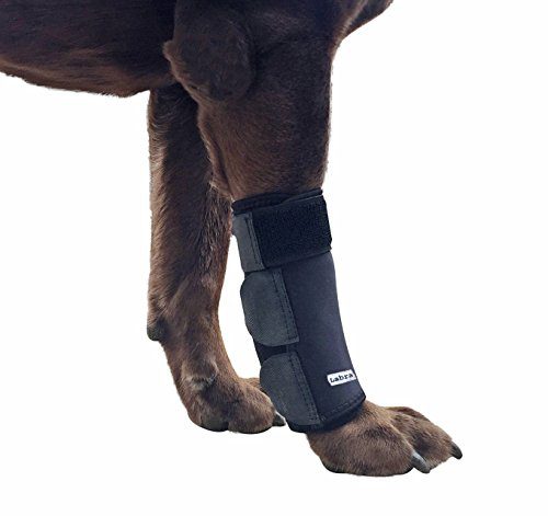 Labra Dog Canine Front Leg Compression