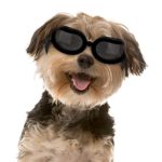 Small Dog Goggles with Adjustable Band