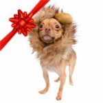 Pet Krewe Dog Lion Mane Halloween Costume