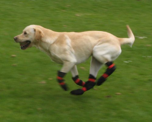 Pro-Active Paws Double-Sided Dog Boots Designed for Disabled Dogs