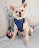 PetSafe Happy Ride Certified, Crash-Tested