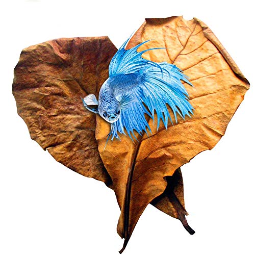 SunGrow Indian Almond Leaves for Betta