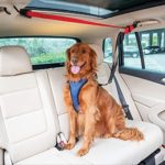 PetSafe Happy Ride Dog Zipline