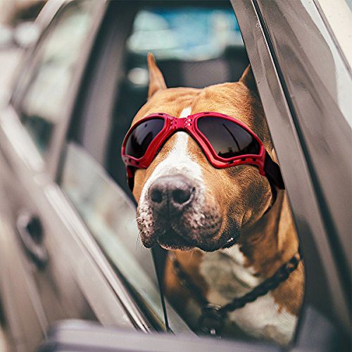 Eye Protection Pet Goggles Sunglasses for Medium Large Dogs