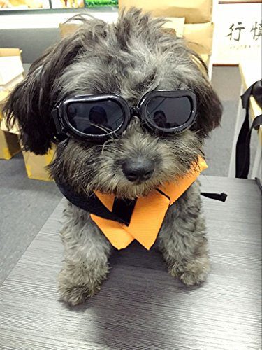 Enjoying Small Dog Goggles UV Protection