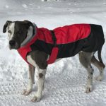 Alpine All-Weather Dog Coat