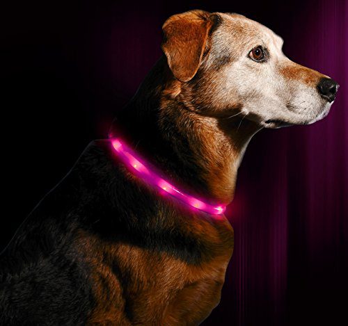 USB Rechargeable LED Dog Necklace Collar