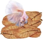Keep Betta and Other Aquarium Pets Healthy