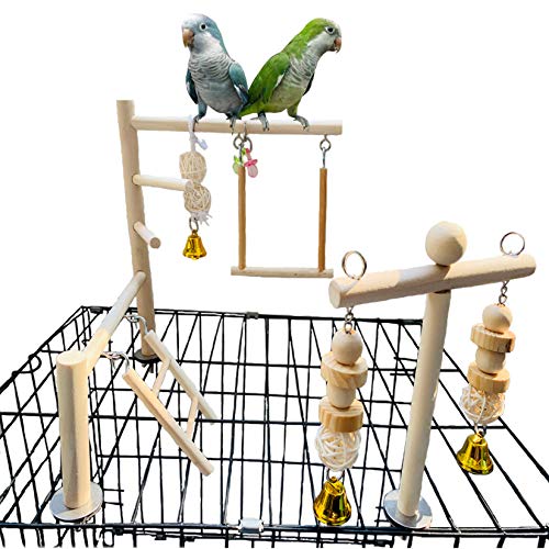 Parakeet Perches Outside Cage Bird