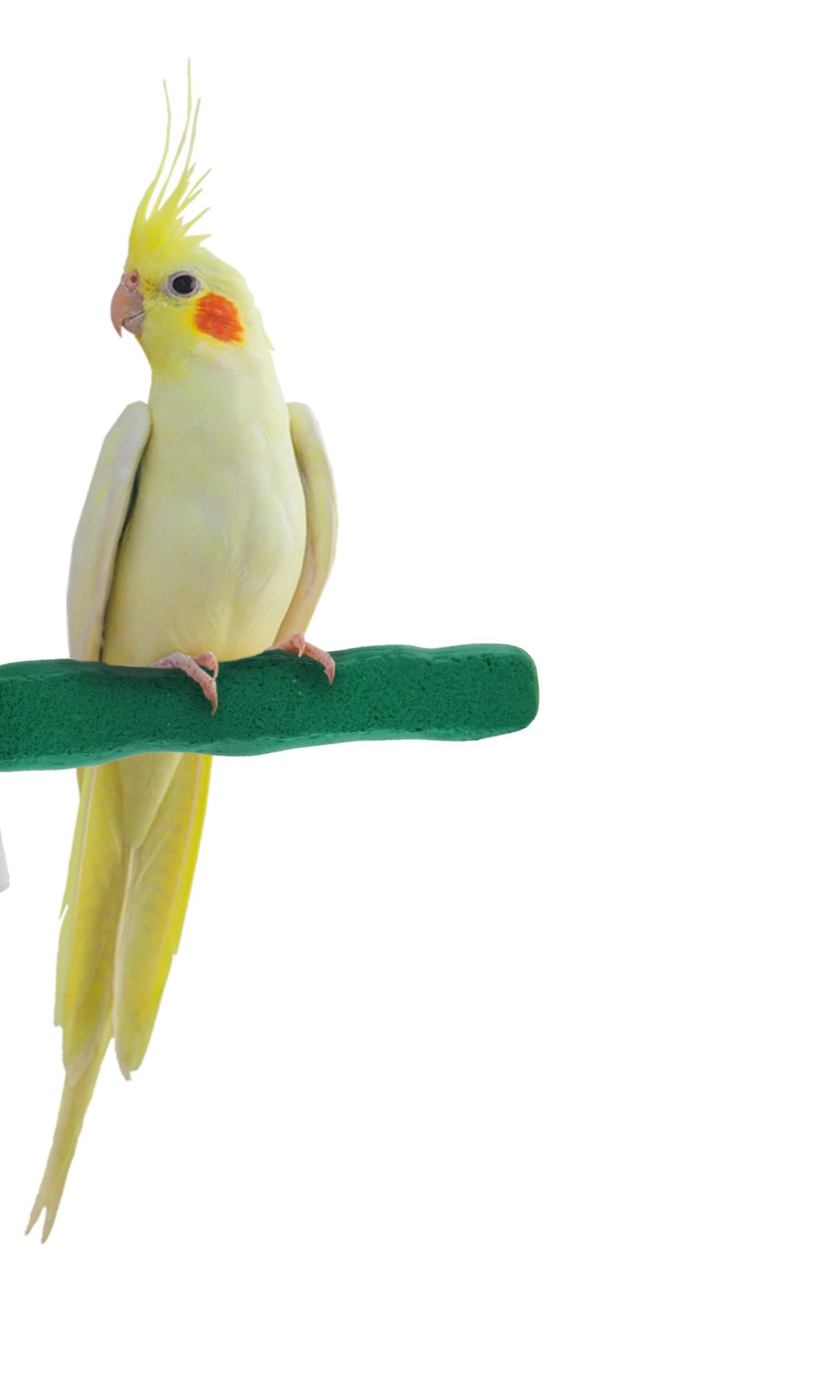 Sweet Feet and Beak Comfort Grip Safety Perch for Bird Cages