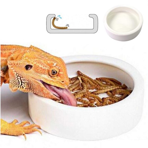 Reptile Food Water Bowl