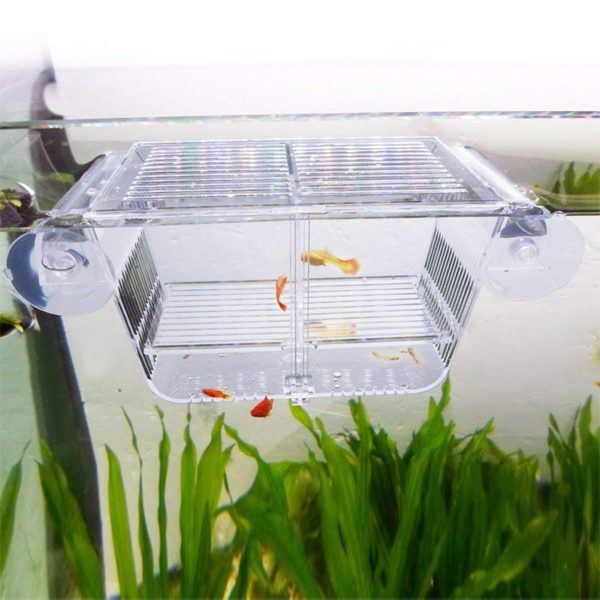Acrylic Fish Isolation Box with Suction Cups