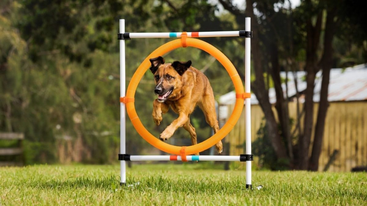 Midlee Dog Agility Beginner Set- Hoop Jump Use this set to create your individual yard impediment course or convey to the park for added coaching.