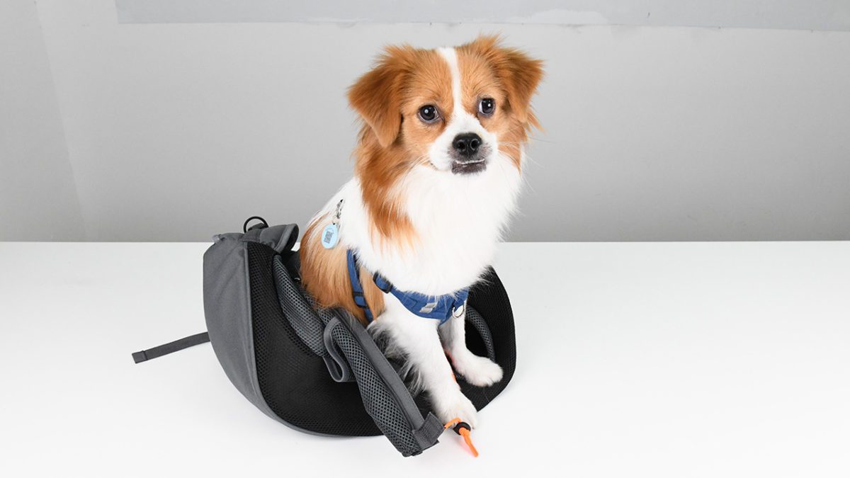 Soft Padded Strap Bag Dog Sling Thicken Padded Loobani dog sling provider are snug to put on, breathable mesh material makes the proprietor and pets snug, making day by day walks and weekend adventures extra snug. the thickened backside can stop pets from slipping. Puppies who're born anxious or timid will profit from a womb-like dog provider sling. The pet provider backpack not solely ensures their security but in addition offers them with a nest-like shelter, the place dogs will naturally search consolation.