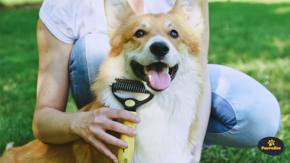 Double-Sided Pet Hair Remover for Cats & Dogs Pamper your pet - with out the discomfort! The enamel on this dog brush for shedding are rounded to verify your furry buddy's pores and skin is protected. This deshedding brush is ideal for cats and dogs with thick, lengthy fur - but it surely's nice for coats of every kind!