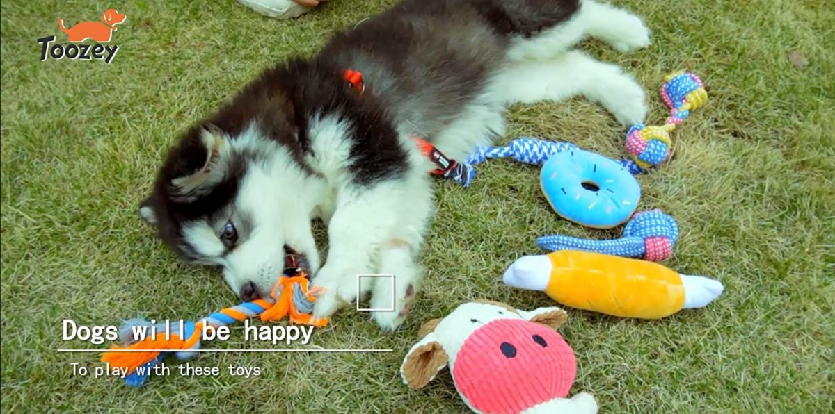 Toozey Puppy Toys for Small Dogs Including pretty squeaky plush toys and numerous dog rope toys. These sturdy pet toys are all favourite for small dogs or puppies. Ideal for small dogs to play interactive video games and retains your pet completely happy and busy.