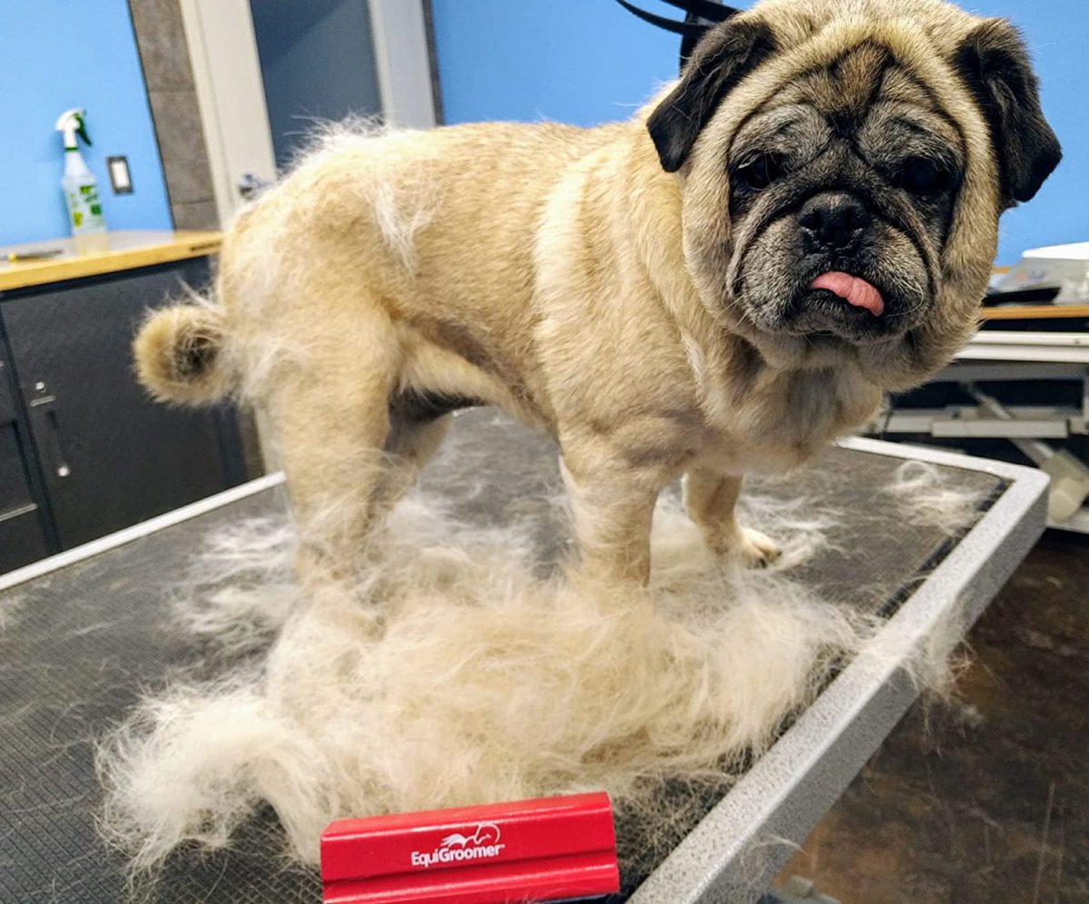 EquiGroomer Deshedding Brush for Dogs and Cats 🐈 DURABLE WAVE-STYLE BLADE: The EquiGroomer's blade has pet protected barbs which take away fur, dust and hair whereas massaging your cat or dog. The dog and cat comb blade is rust-resistant and reusable with none have to sharpen.