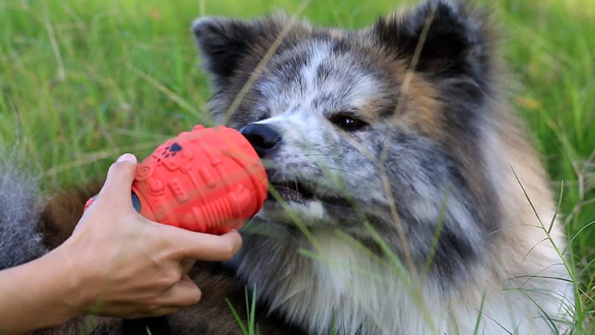 Dogs Chew Toys Squeaky Dog Toys for Aggressive Chewers The spherical astronaut form design is extra consistent with the dog's enjoying habits, rolling round within the technique of enjoying, growing the enjoyable of enjoying. The oval design is much less more likely to be bitten by dogs, avoiding the chance of dogs swallowing rubber items. It is extra consistent with the drive design of the dog when biting, and won't trigger injury to the tooth. We at all times put the protection of the dog's play in crucial place.