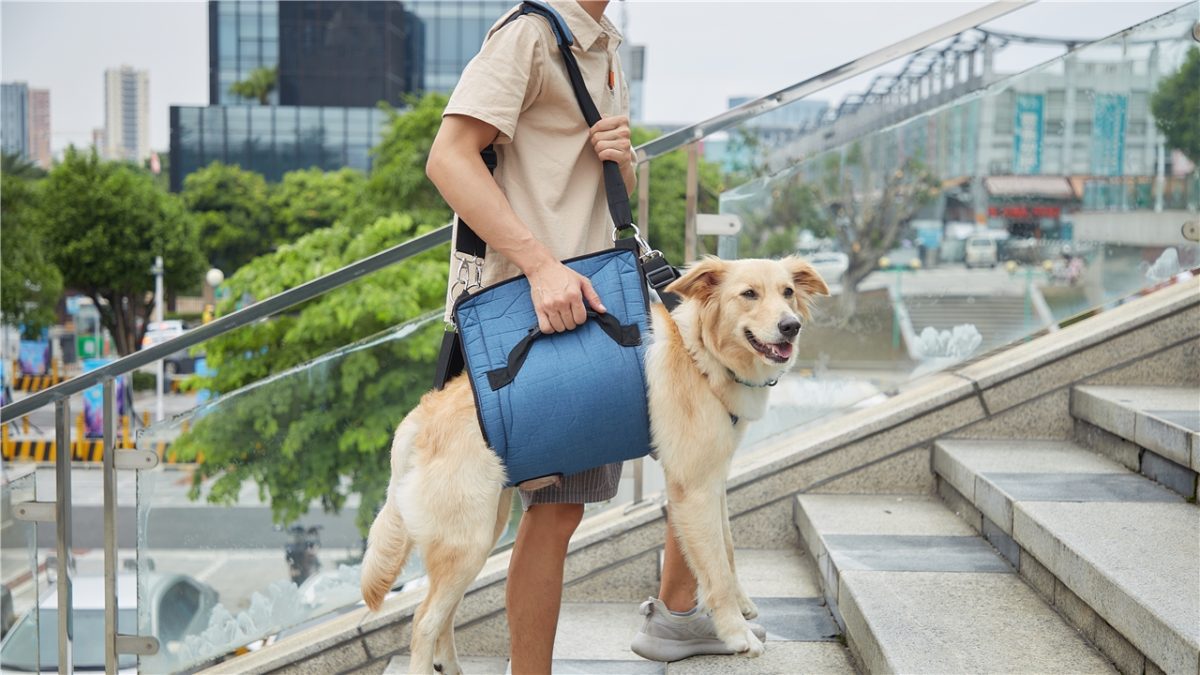Emergency Backpack Pet Legs Support & Rehabilitation PROFESSIONAL - The sling designed for senior dog or dog with joint accidents, Arthritis, rheumatism dogs to assist them stroll, and go up and down stairs, get on and off automobiles, or dangle up the dog and trim its nails.