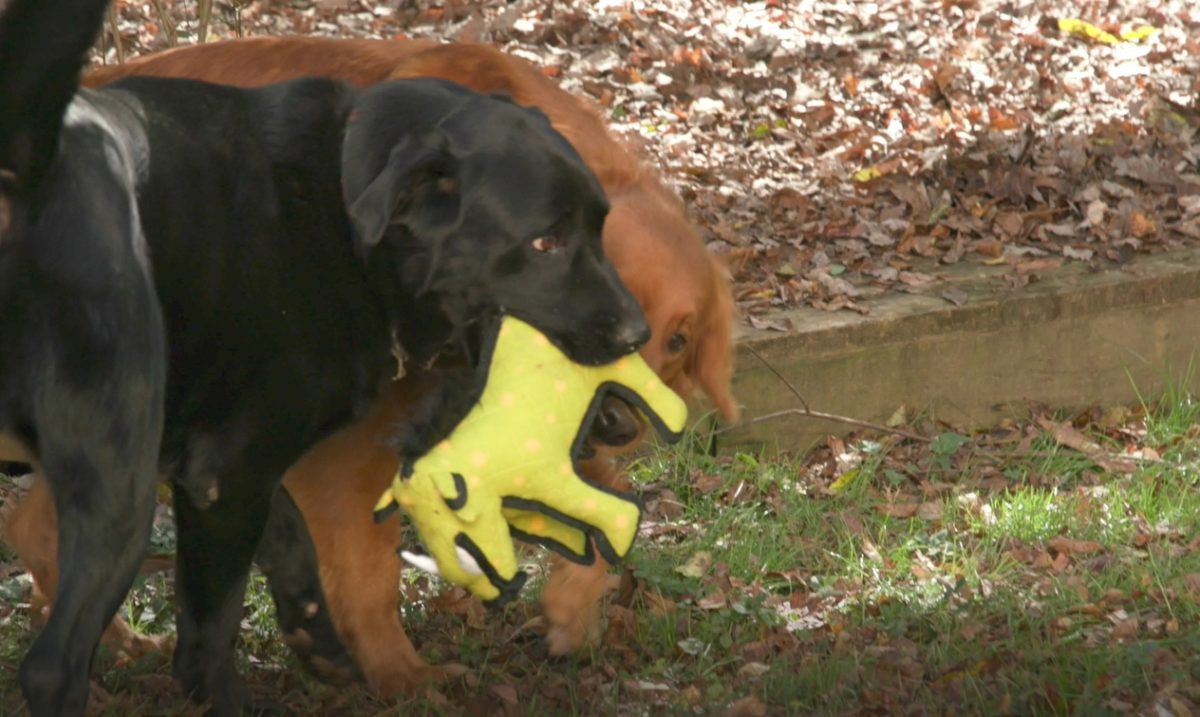 TUFFY - World's Tuffest Soft Dog Toy SAVE MORE on Best Selling TUFFY® Red Warthog and Junior Pterodactyl Combo Pack!