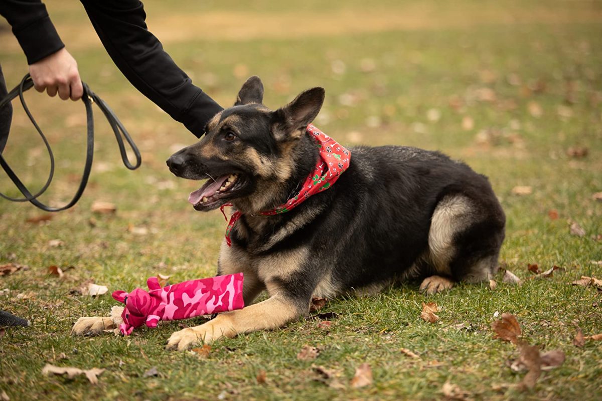 Training, Teething and Exercise Pet Plush Chew Toy Great for crate coaching, or as a substitute for chewing the furnishings -  it’ll hold your 4 legged pal busy for any event. Designed to be sturdy and chewable, so it could face up to playtime with even probably the most excitable pups.